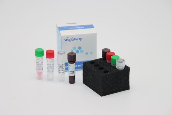 Treponema Pallidum TP Virus เรืองแสง RT PCR ชุด ชุด PCR แบบเรียลไทม์ HCV อย่างรวดเร็ว