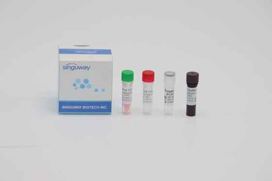 ชุดทดสอบ STB Virus RT PCR Fluorescence Probing Rapid นิวคลีอิก กรด Testing ชุด