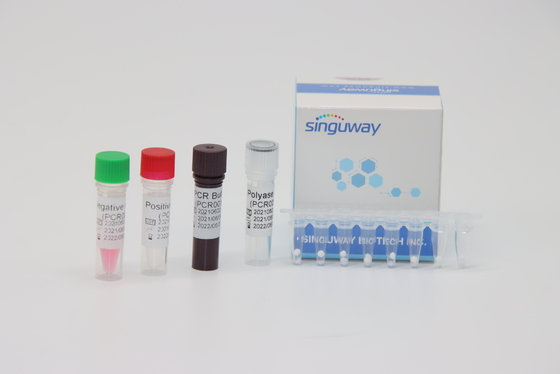 50 ชุด/Ml เรียลไทม์ PCR Diagnostic ชุดs สำหรับมะเร็งเม็ดเลือดขาว BCR-ABL Fusion Gene Typing