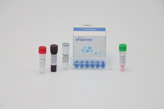 HPV 16 18 การทดสอบกรดนิวคลีอิกของไวรัส RT PCR ชุดทดสอบ ISO13485