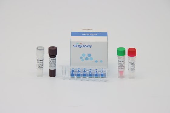 ชุดทดสอบไวรัสไข้เลือดออก RT PCR ที่แม่นยำ 48 96 การทดสอบต่อชุด ปริมาณปฏิกิริยา 20uL